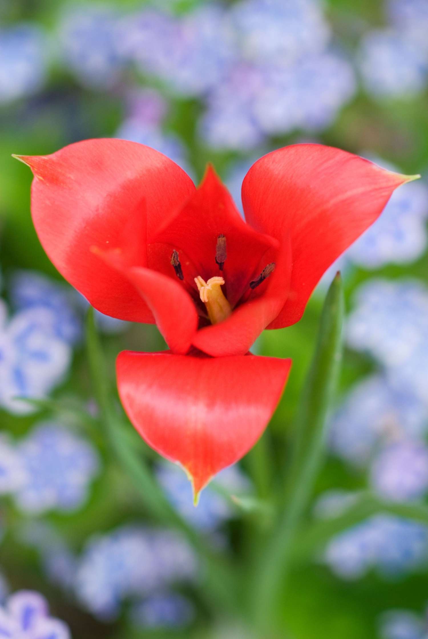 Tulpe 'Linifolia'